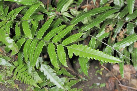 蕨 類 植物 代表 品種|Nature Story